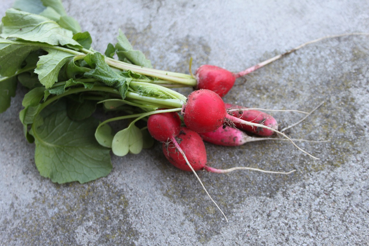 Radish