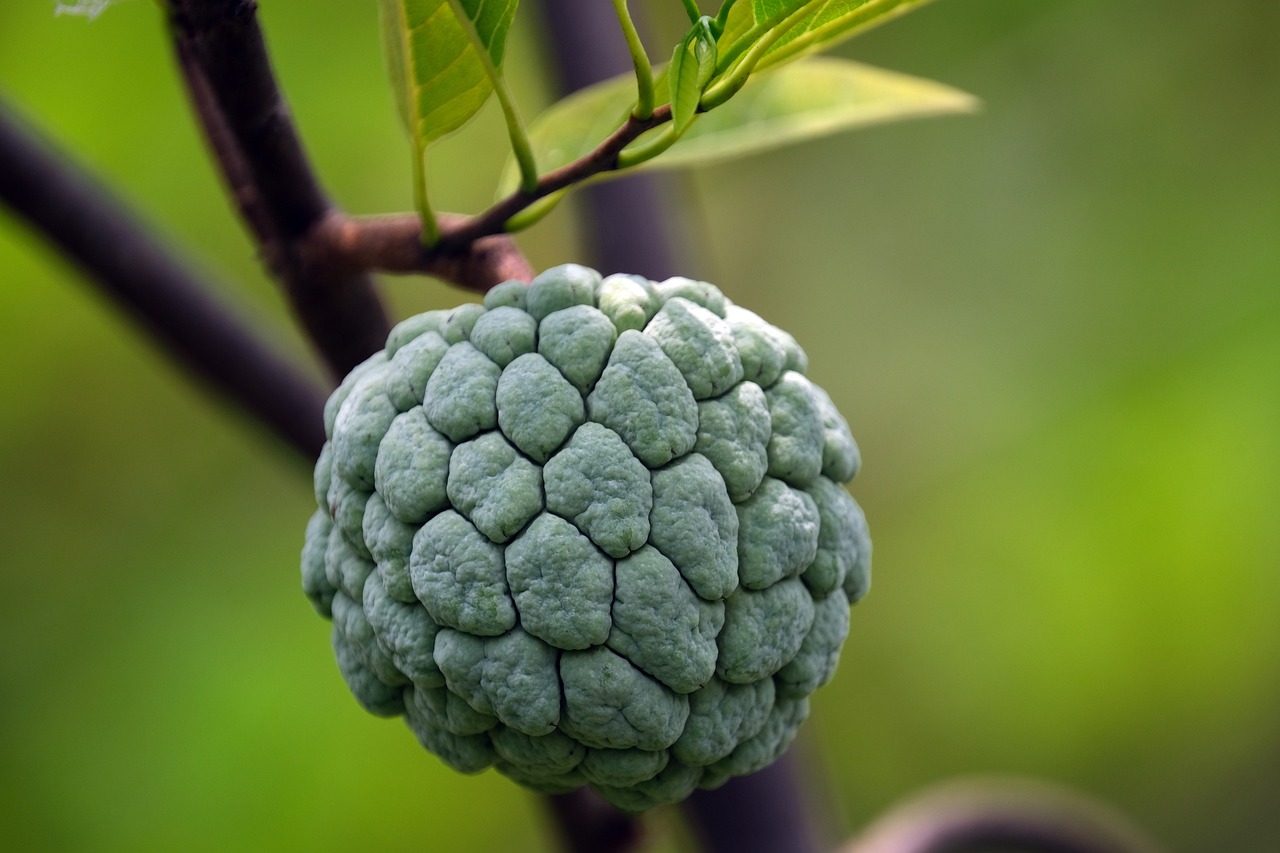 Custard apple